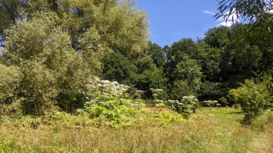 Wiesental mit Bärenklau - Herkulespflanze